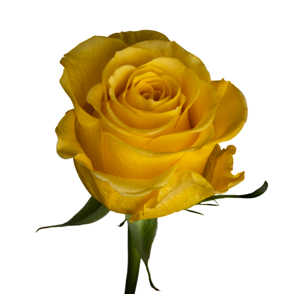 Brighton Yello Rose for Sale