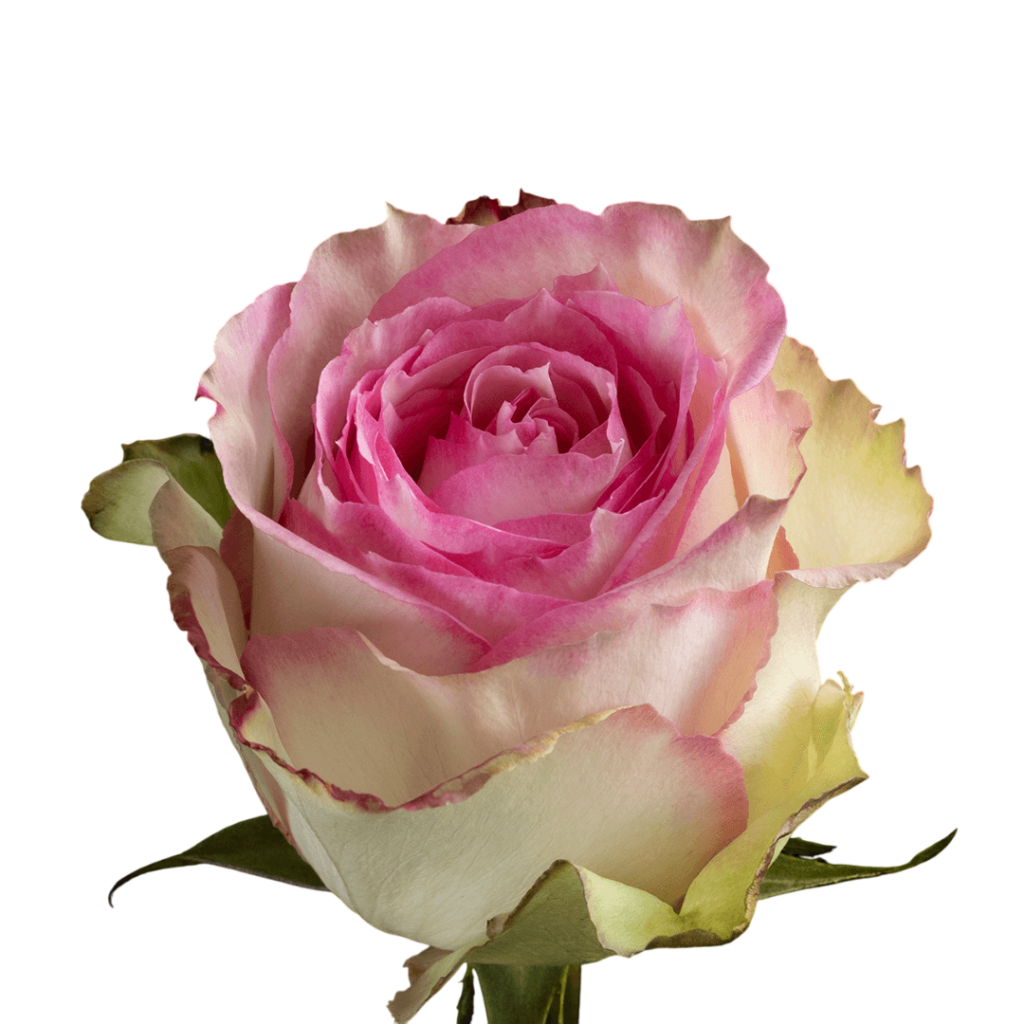 Esperance Bycolor Rose for Sale