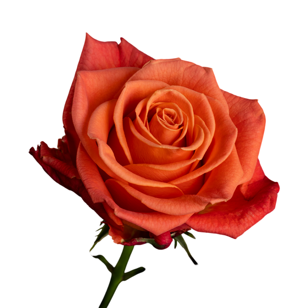 Orange Crush Orange Rose for Sale