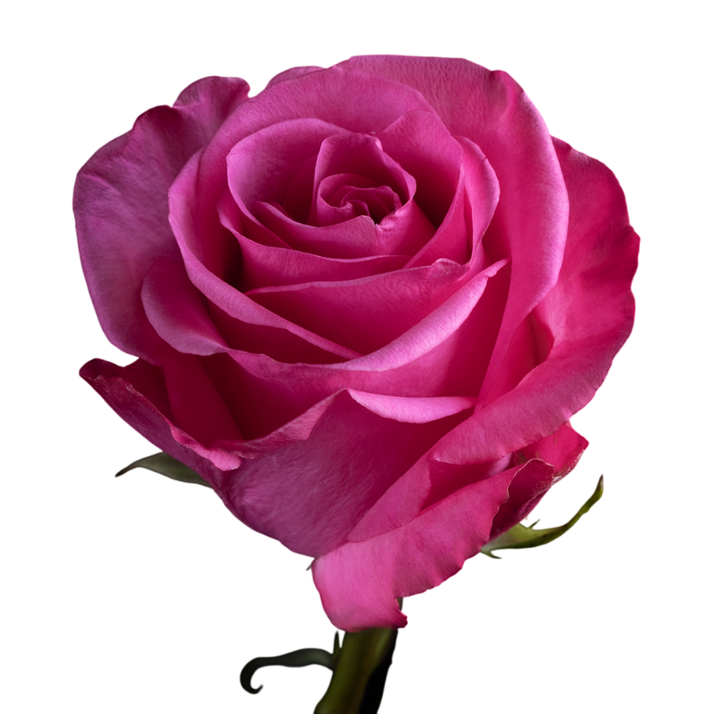 Stiletto Hot Pink Rose for Sale