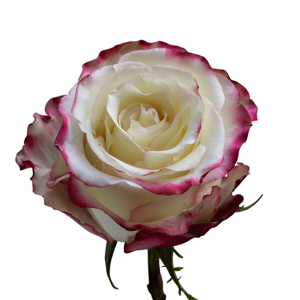 Sweetness Bycolor Rose for Sale