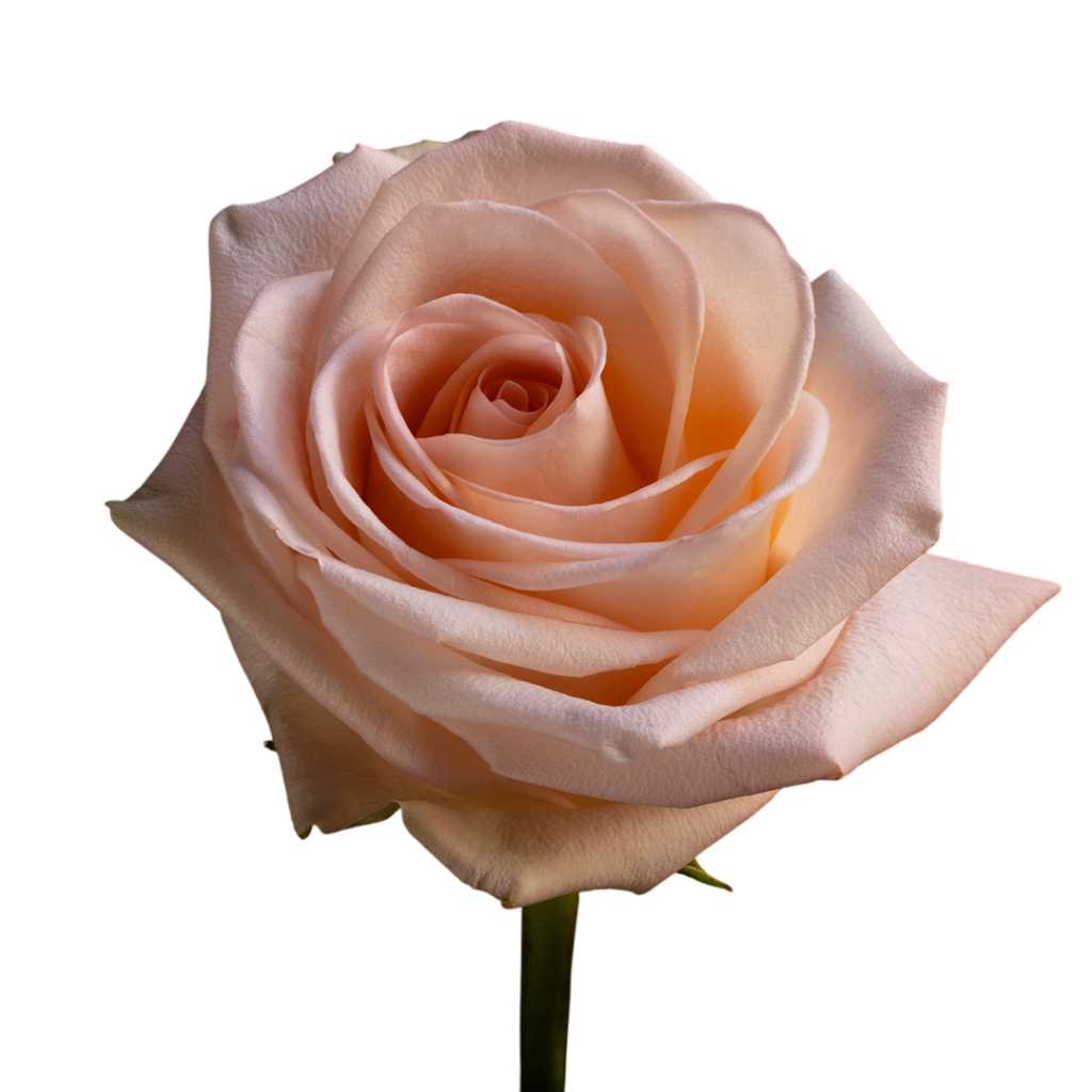 Tiffany Peach Rose for Sale