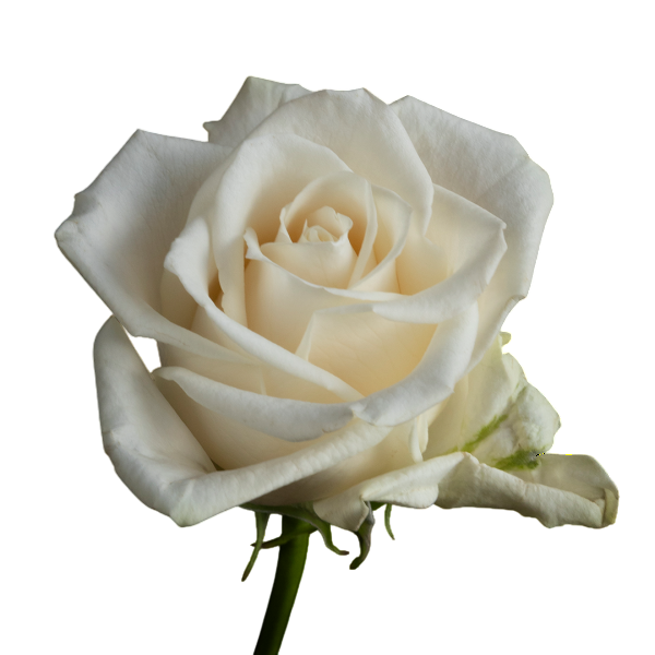 Vendela White Rose for Sale
