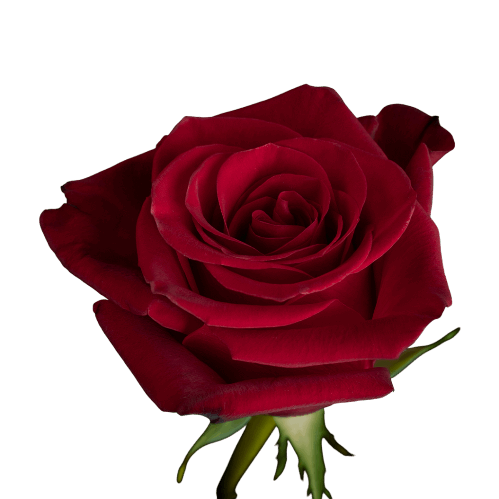 Freedom, Red Roses for Sale