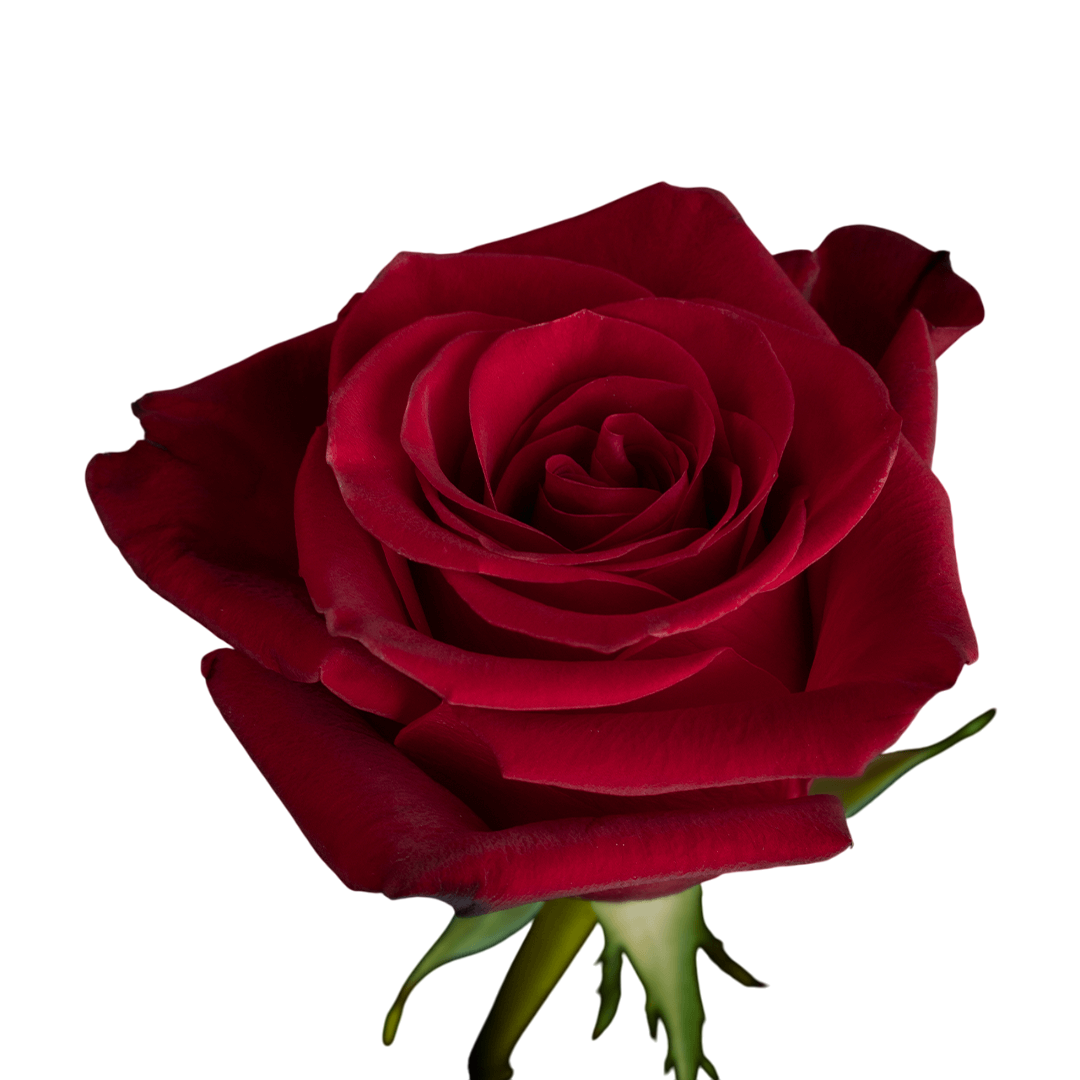 Freedom, Red Roses for Sale